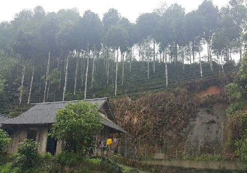 Đi tìm sự thật về hàng cây mới trồng trên đường Nguyễn Chí Thanh