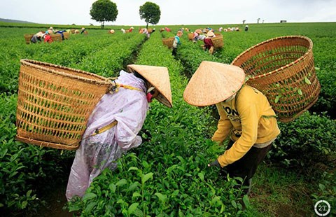 Tin đồn trà nhiễm dioxin và mưu thâm của DN Đài Loan, Trung Quốc