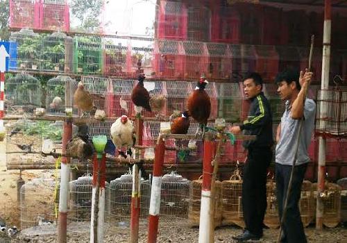 Chim hoang dã được bày bán công khai ở vùng dịch cúm A/H5N6