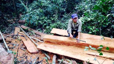 Tan hoang rừng giáp ranh Đắk Lắk - Gia Lai