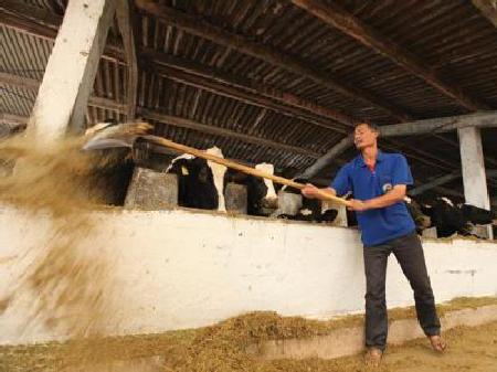 Nông dân đổ bỏ hàng tấn sữa tươi, DN chi tỷ đô nhập sữa nguyên liệu