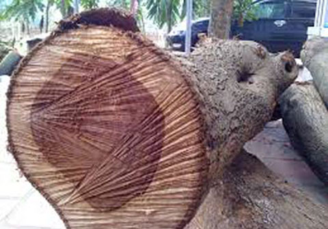 “Bí ẩn” 2 cây gỗ sưa triệu đô trong kho của trùm Minh “sâm”